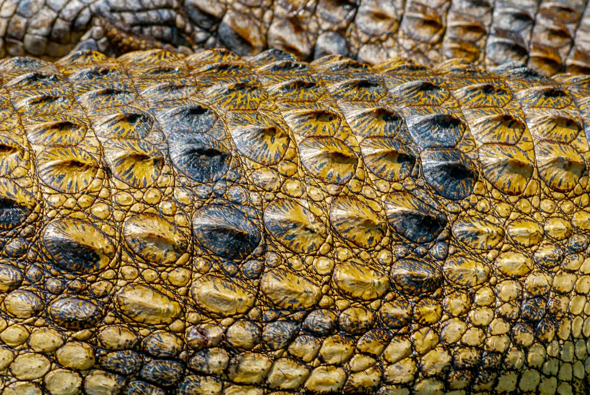 Extreme close-up of authentic crocodile skin scutes and interstitial membranes, illustrating the complex biological structure that requires specialized humidity-controlled preservation protocols