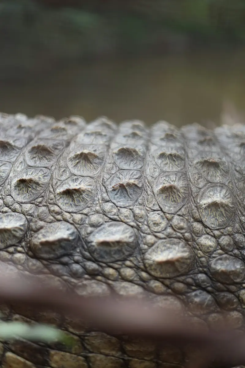 Natural crocodile skin texture showing the distinctive scale pattern and membrane structure that luxury exotic leather goods are crafted from, requiring specialized Saphir Reptan conditioning