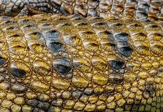 Extreme close-up of authentic crocodile skin scutes and interstitial membranes, illustrating the complex biological structure that requires specialized humidity-controlled preservation protocols